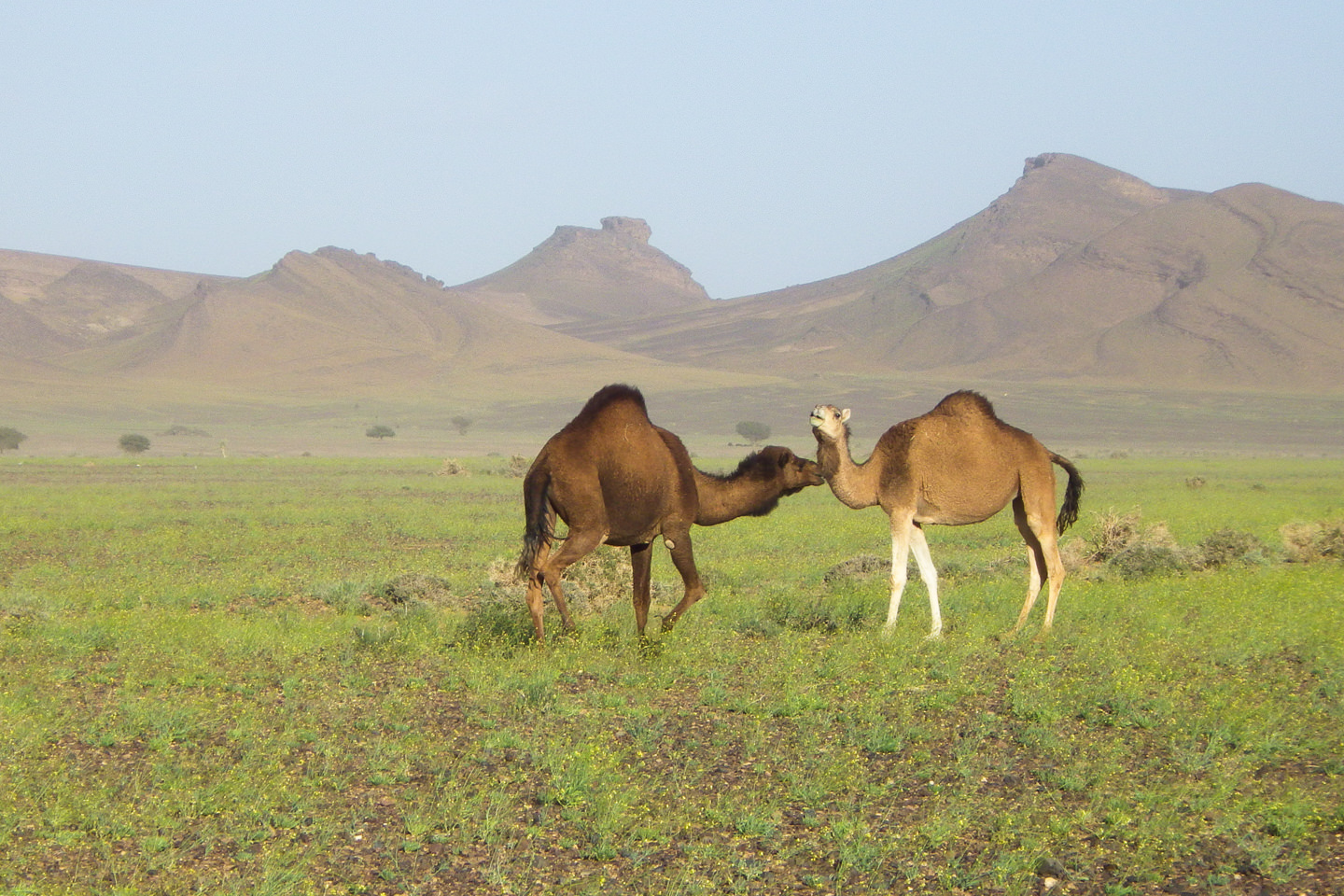 Le Rallye des Gazelles au Maroc, le défi féminin ultime dans le Sahara